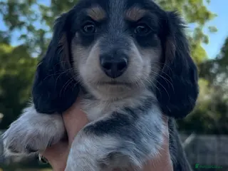 Miniature Dachshund dogs Blue&Cream Piebald Long Haired Miniature Dachshund - Advert 1