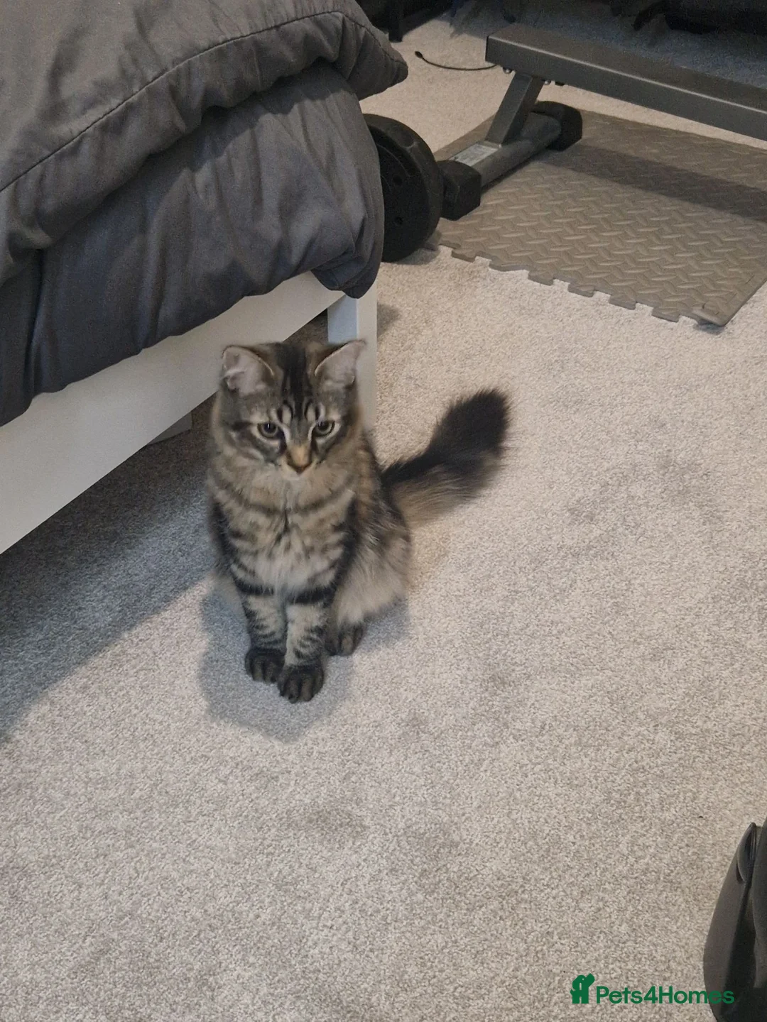 Mixed Breed cats for sale: Siberian mixed kitten 6 months old in Birmingham - Advert 2