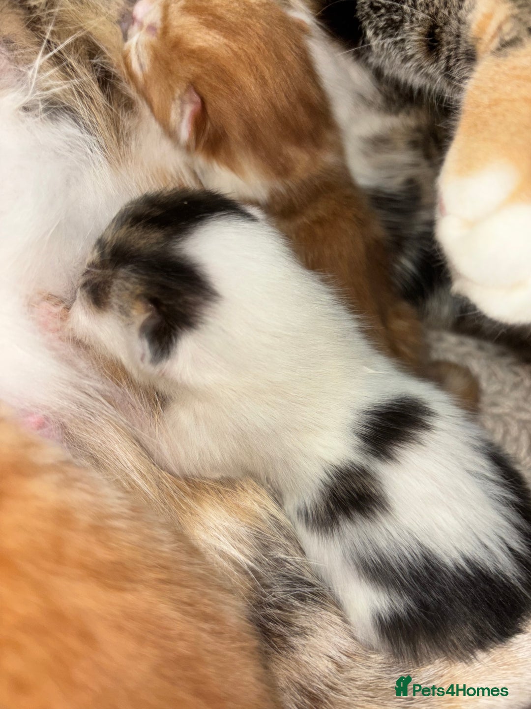 Mixed Breed cats for sale: 3x Kittens  - Advert 4