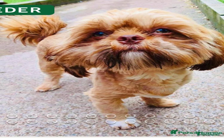 Shih Tzu dogs - Advert 12