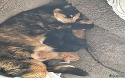 Mixed Breed cats for sale: Cute Adorable Kittens for Sale - Image 25