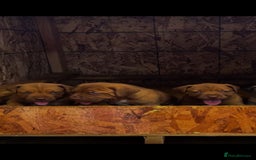 Mastiff dogs for sale: Mastiff  - Advert 1