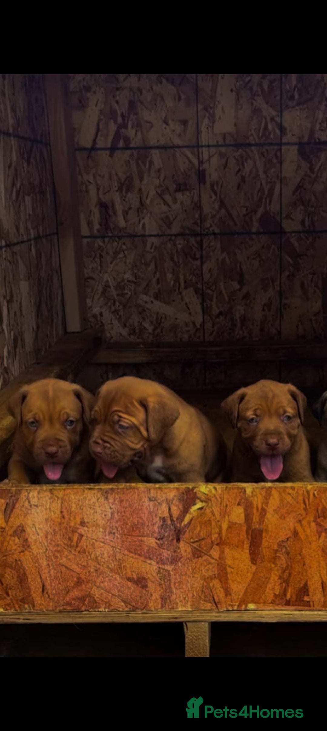 Mastiff dogs for sale: Mastiff  - Advert 1