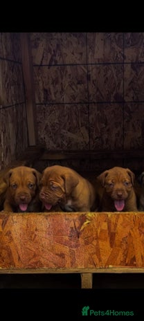 Mastiff dogs Mastiff - Advert 1