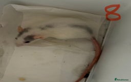 Rat rodents for sale: Mixed baby rats  - Image 31