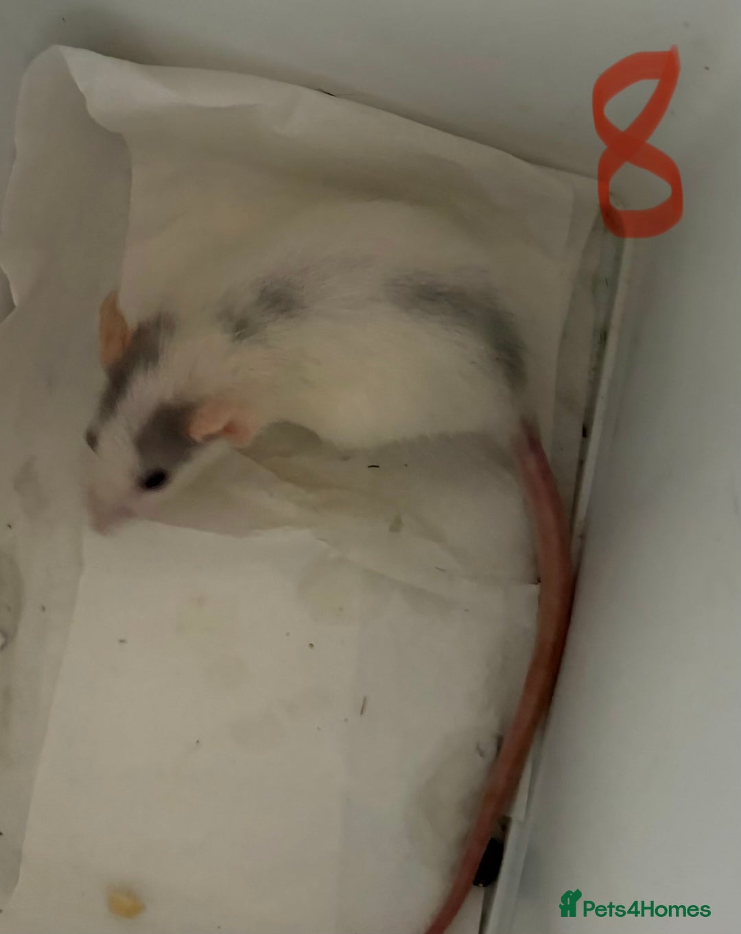 Rat rodents for sale: Mixed baby rats  - Image 31