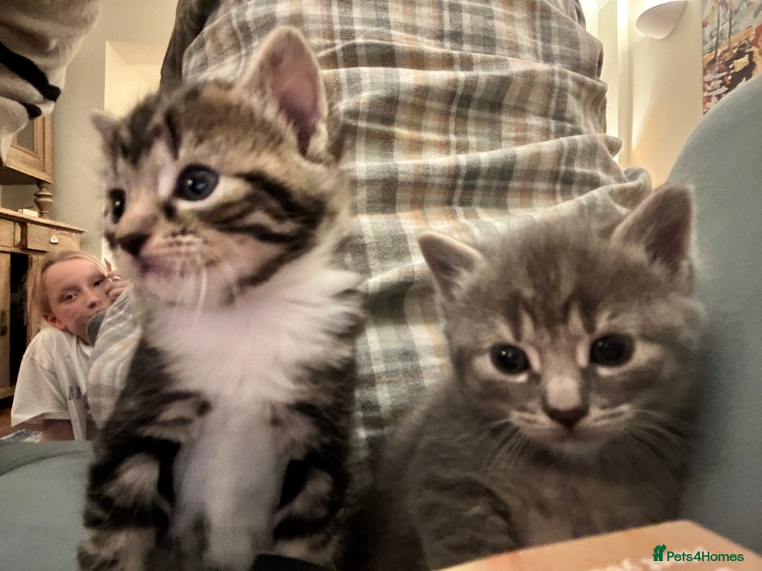 Mixed Breed cats for sale: 3 loveable female kittens - Image 4