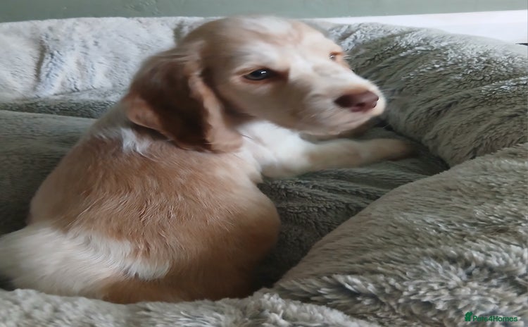 Cocker Spaniel dogs - Advert 10