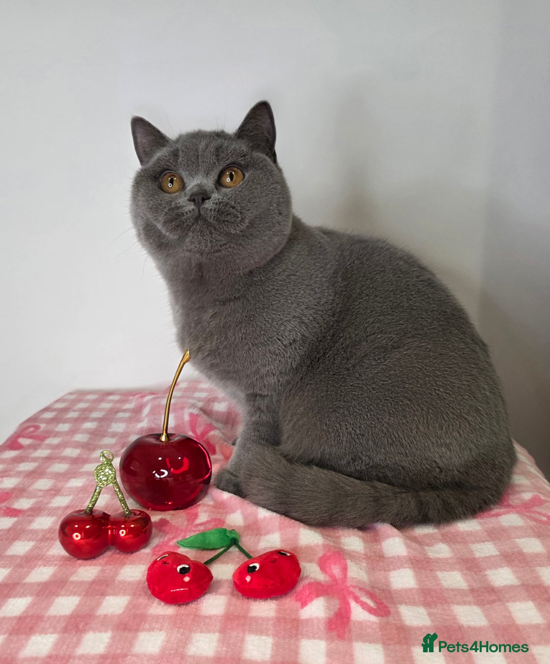 British Shorthair cats for sale: CHAMPION SIRED GCCF REG PEDIGREE BLUE BSH KITTEN - Advert 4