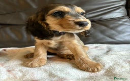 Cocker Spaniel dogs for sale: Show type Cocker Spaniel Puppies - Image 19