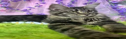 Maine Coon cats for sale: Tica registered Adorable Mainecoon Kittens - Advert 5