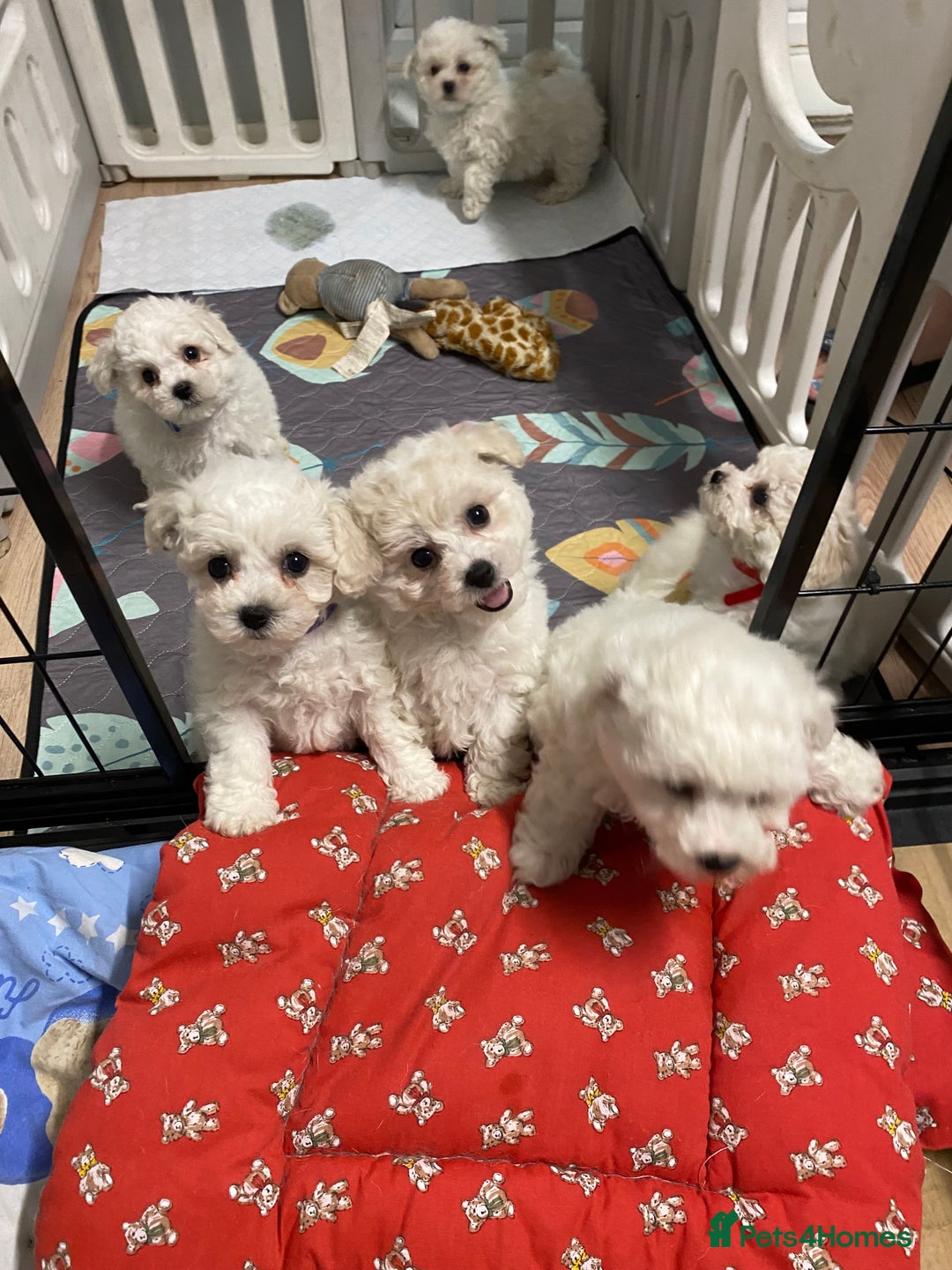 Bichon Frise dogs for sale: Beautiful Bichon Frise Puppies - Image 9