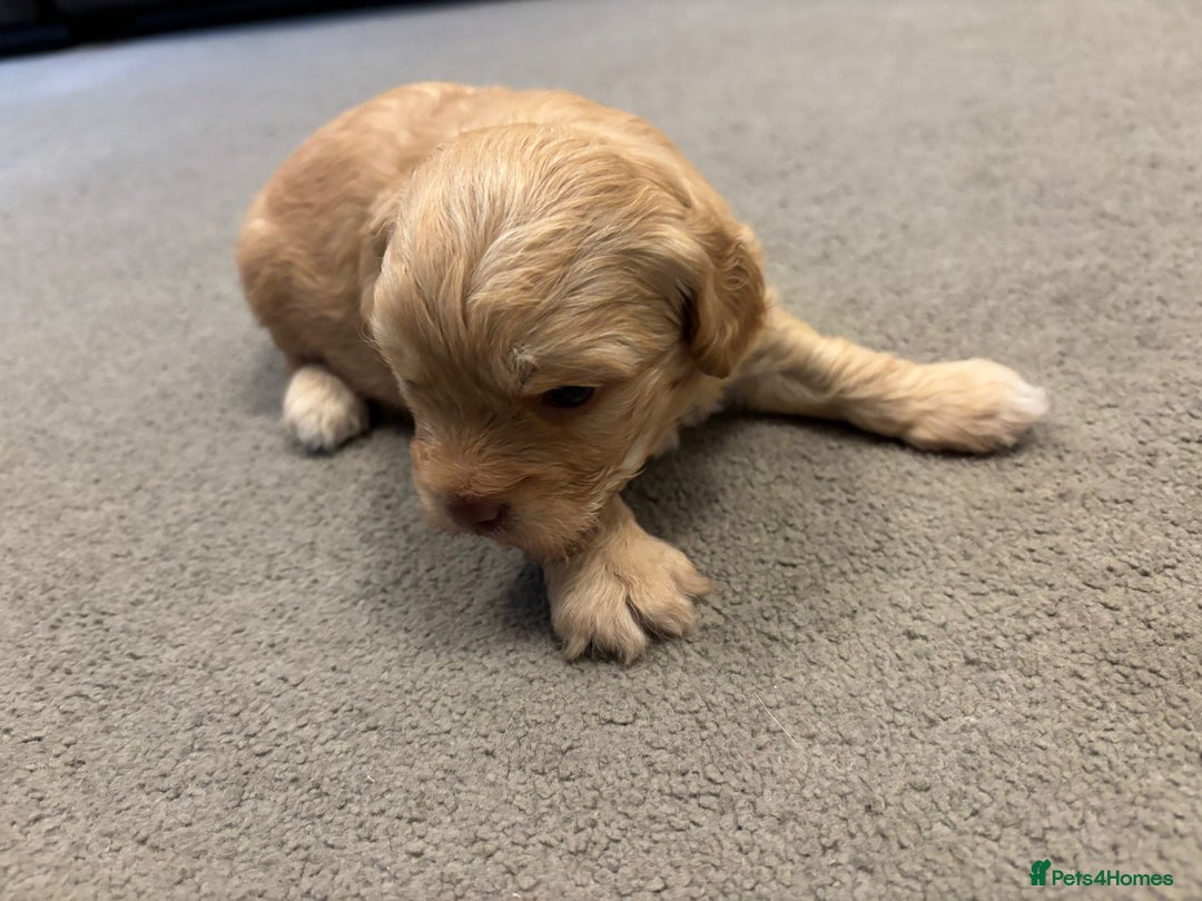 Mixed Breed dogs for sale: Cockapoochi Puppies - Image 5