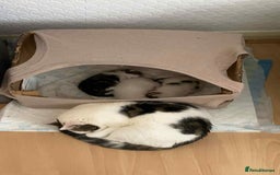 Mixed Breed cats for sale: Female Kitten for sale - Image 6