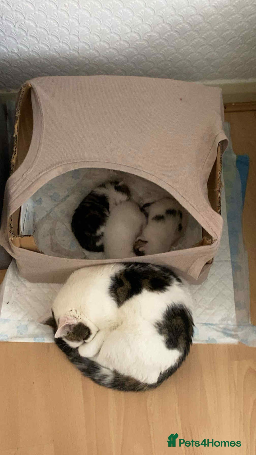 Mixed Breed cats for sale: Female Kitten for sale - Image 6