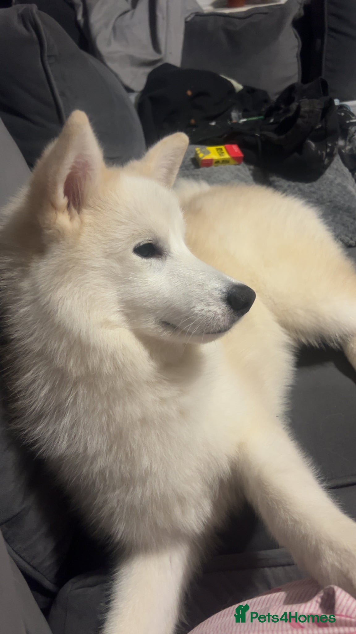 Pomsky dogs for sale: 8 month female pomski  - Advert 5