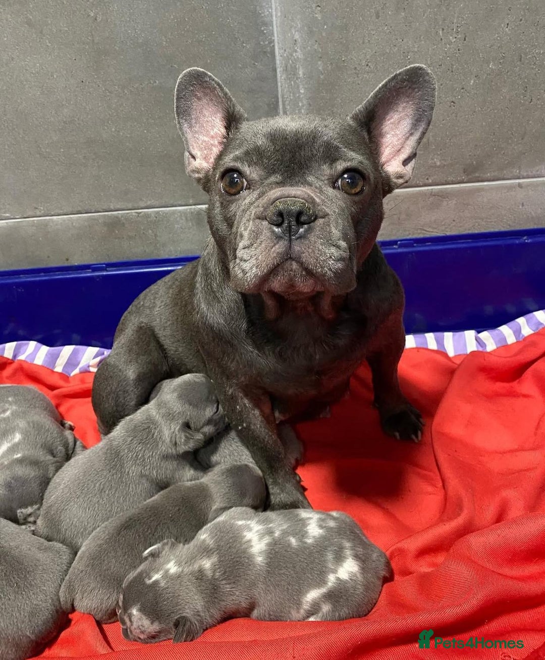 French Bulldog dogs for sale: Beautiful PURE French Bulldog Puppies for Sale - Advert 2