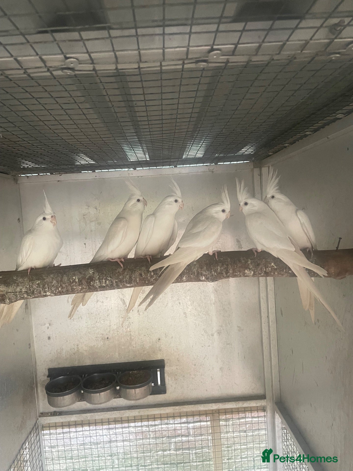 Cockatiels birds 2026 Young Cockatiels and Budgies - Advert 15