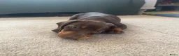 Miniature Dachshund dogs for sale: Beautiful PRA Clear Mini Dachshund Puppies  - Advert 9