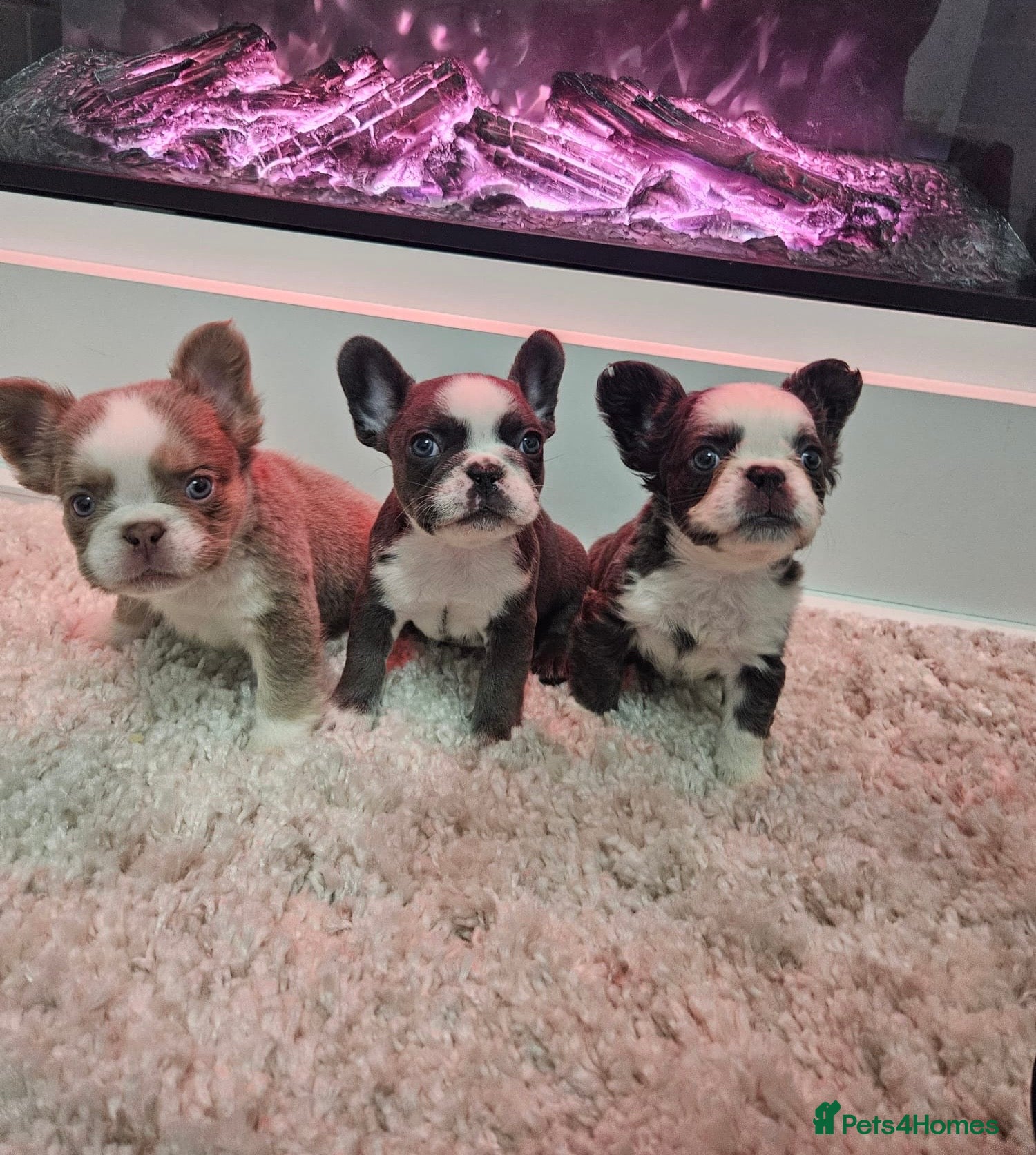 French Bulldog dogs Panda husky fluffy kc French bulldogs puppies - Advert 5