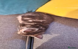 Maine Coon cats for sale: 3 maincoone x kittens - Image 16