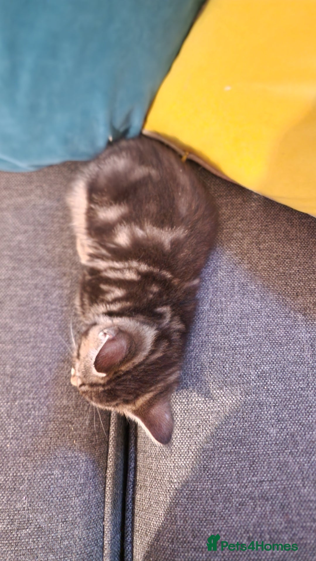 Maine Coon cats for sale: 3 maincoone x kittens - Image 16