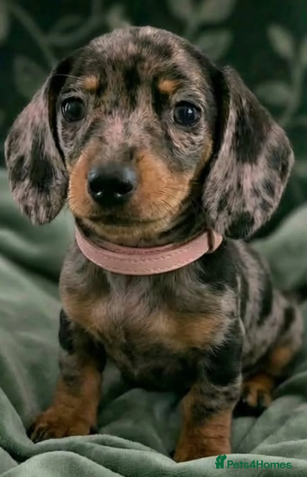 Miniature Dachshund dogs for sale: Beautiful Dachshund Puppies  - Advert 5