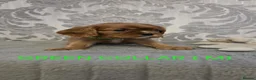 Cavalier King Charles Spaniel dogs for sale: Cavalier king charles spaniels in Fleetwood - Advert 9