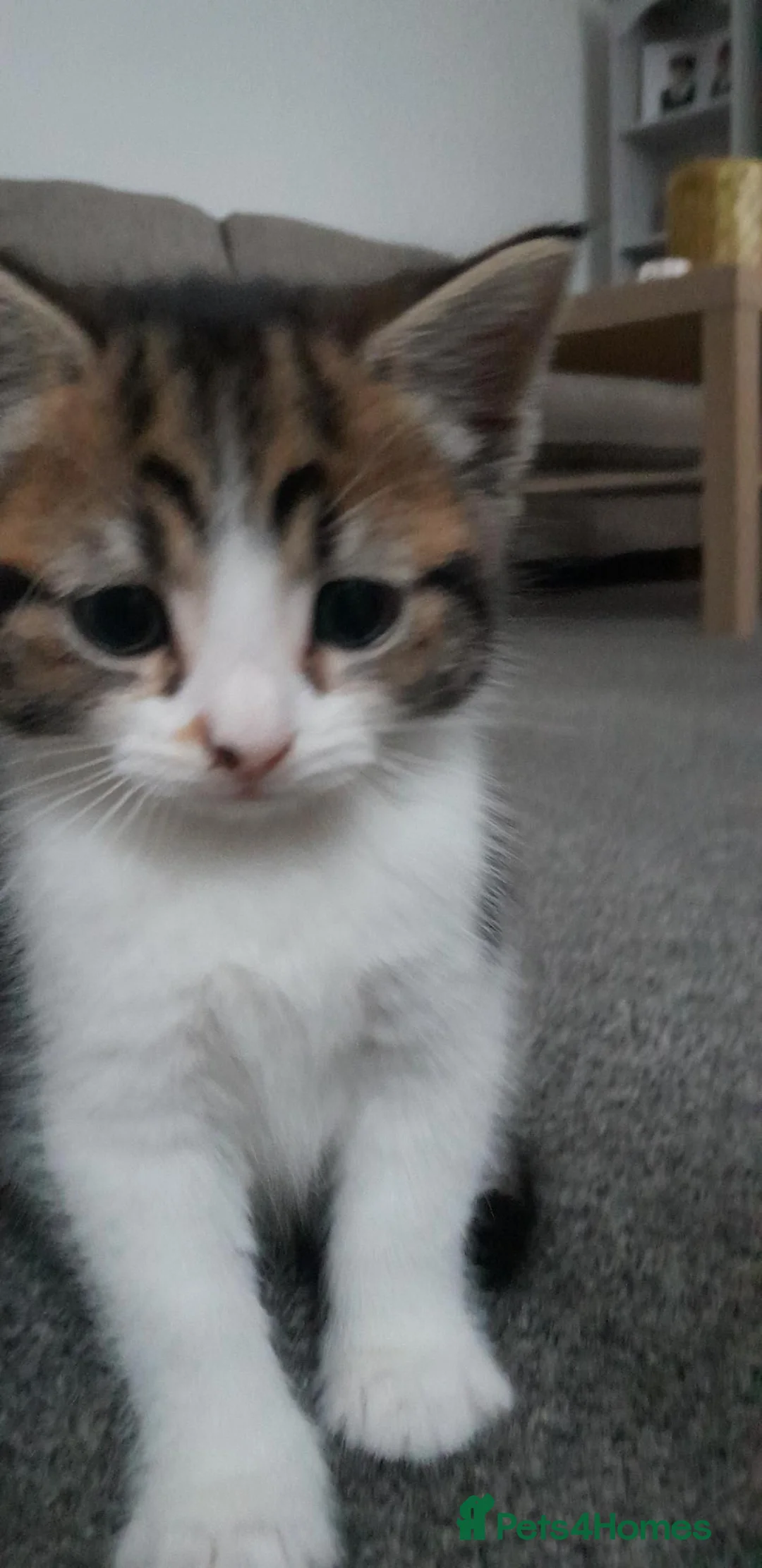 European cats for sale: Kittens for sale - Advert 4