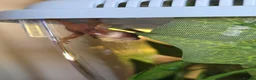Gecko reptiles for sale: crested gecko babys mixed morphs - Advert 4