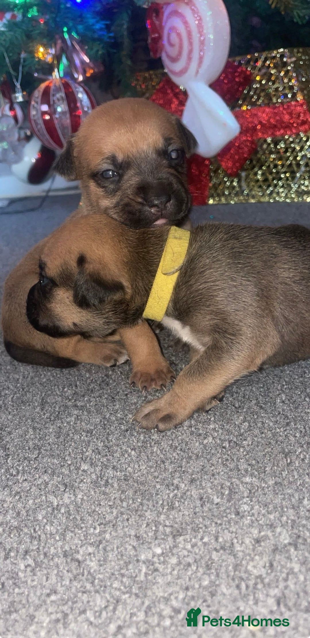 Mixed Breed dogs for sale: Bodeguero Andaluz x French Bulldog Puppies  - Advert 10