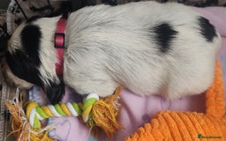 Sprocker dogs for sale: STRIKING SPROCKER SPANIEL PUPPIES  - Image 18