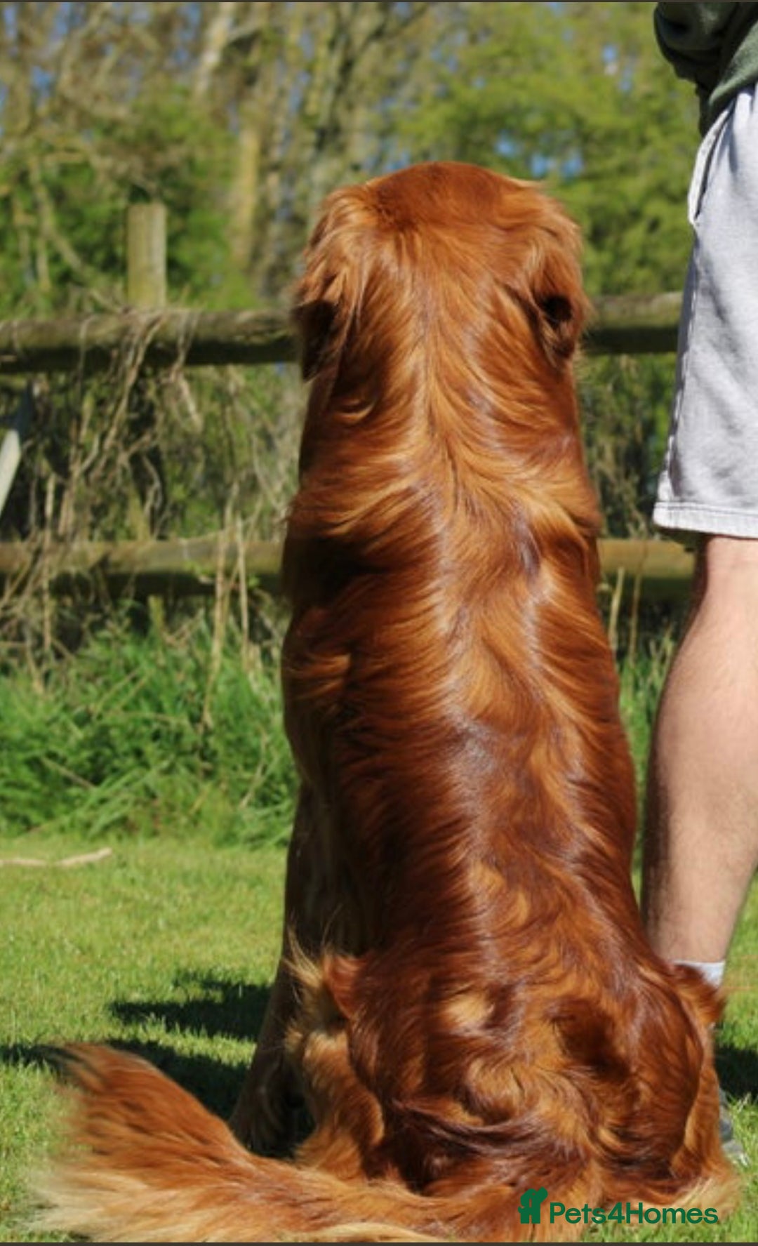 Golden Retriever dogs for sale: Dark Working Golden Retriever puppies  - Image 5