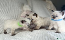Ragdoll cats for sale: Stunning ragdoll kittens for sale  - Image 5