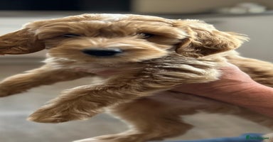 Goldendoodle dogs - Advert 4