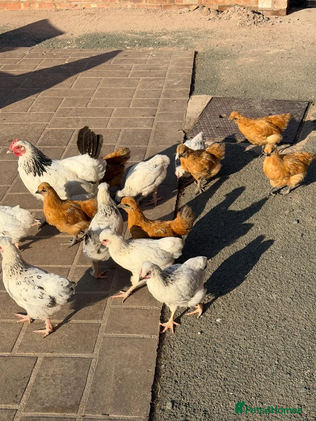 Chickens poultry for sale: Gold tops, silkie x light Sussex  - Advert 2
