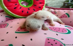 Ferret rodents for sale: Ferrets for sale  - Image 4