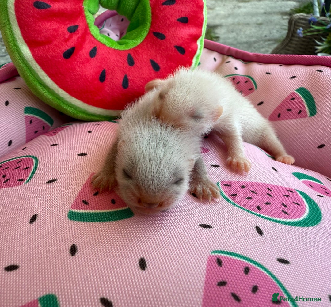 Ferret rodents for sale: Ferrets for sale  - Image 4