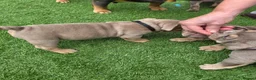 English Bulldog dogs for sale: Rare opportunity- grandpups of Burleybullz Nemesis - Advert 20