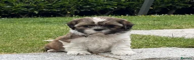 Shih Tzu 2