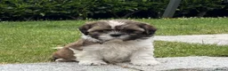 Shih Tzu dogs for sale: Full shih Tzu puppies  - Advert 3