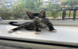 Bengal cats for sale: 6 Cross Bengal Kittens - Image 2