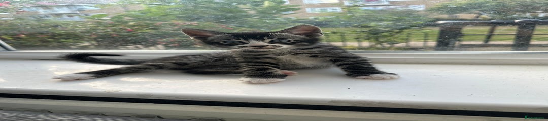 Bengal Kitten 1