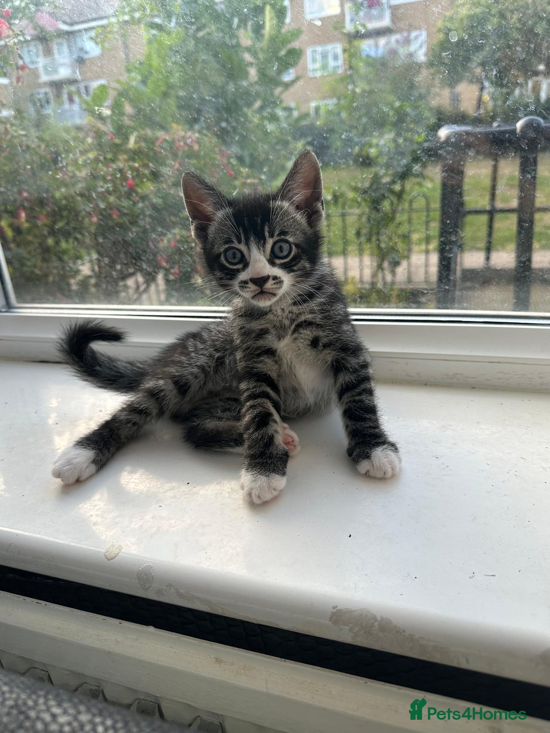 Bengal cats for sale: 6 Cross Bengal Kittens - Image 2