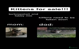 Mixed Breed cats for sale: 3 Kittens left for sale  - Image 1