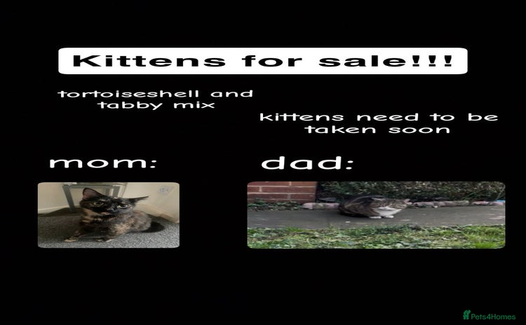 Mixed Breed cats - Advert 14