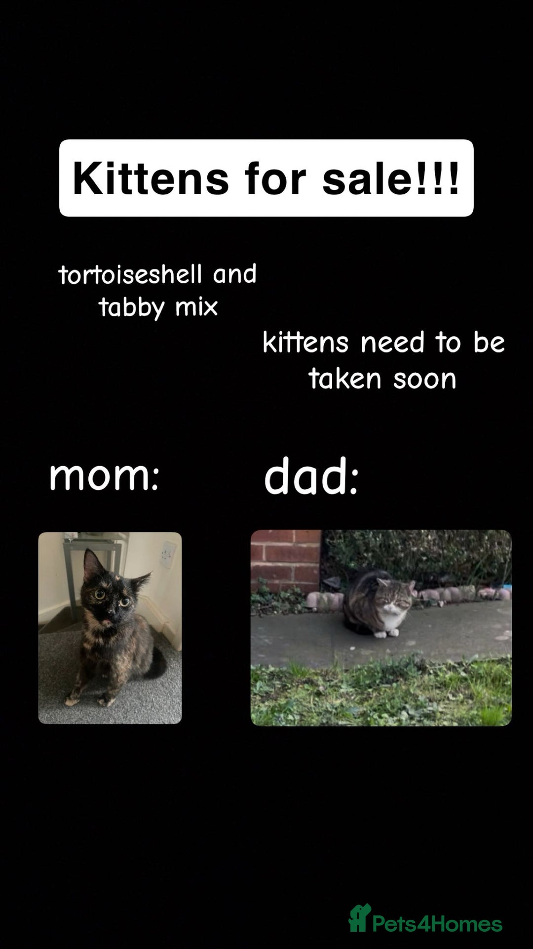 Mixed Breed cats for sale: 3 Kittens left for sale  - Image 1