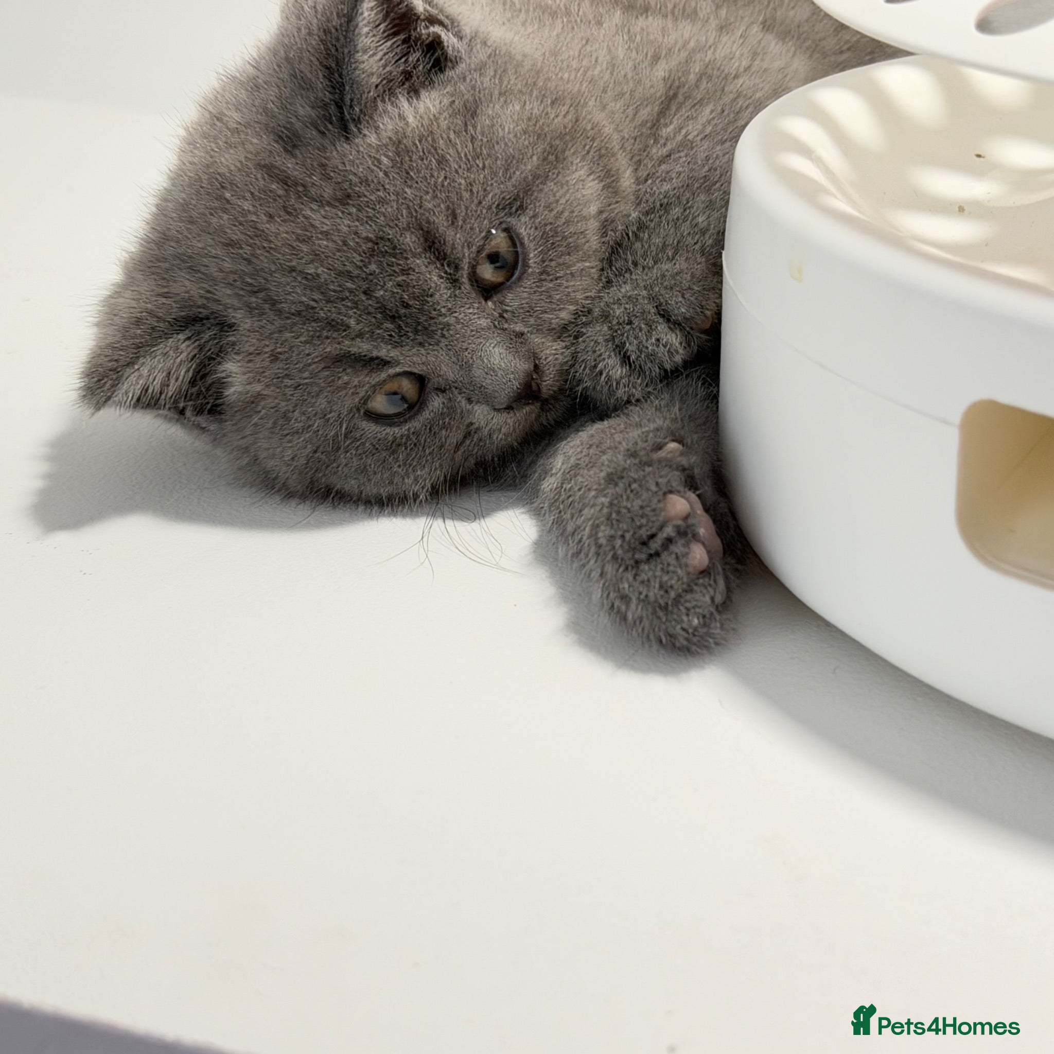 British Shorthair cats GCCF British short hair boy  - Advert 2