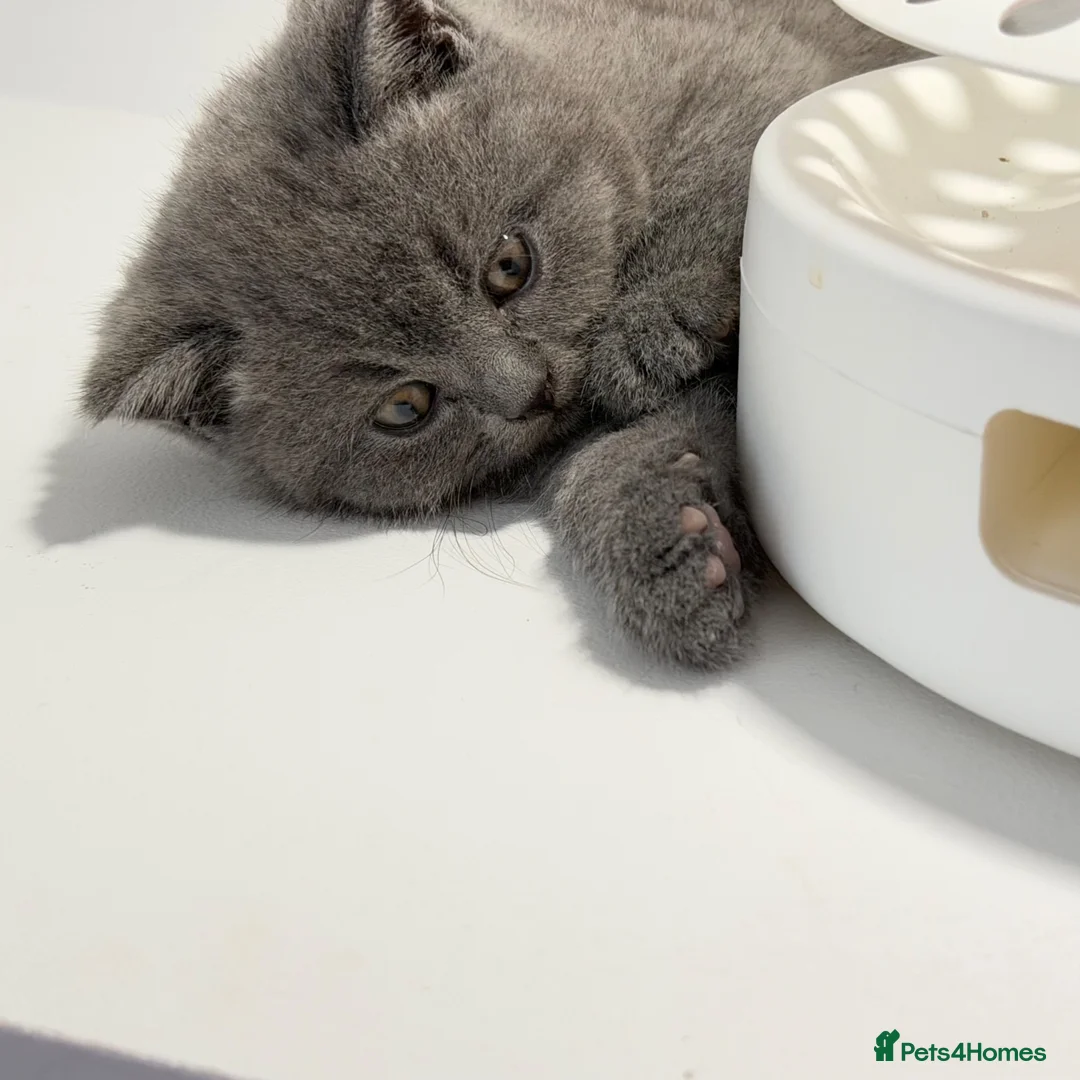 British Shorthair cats for sale: GCCF British short hair boy  - Advert 2