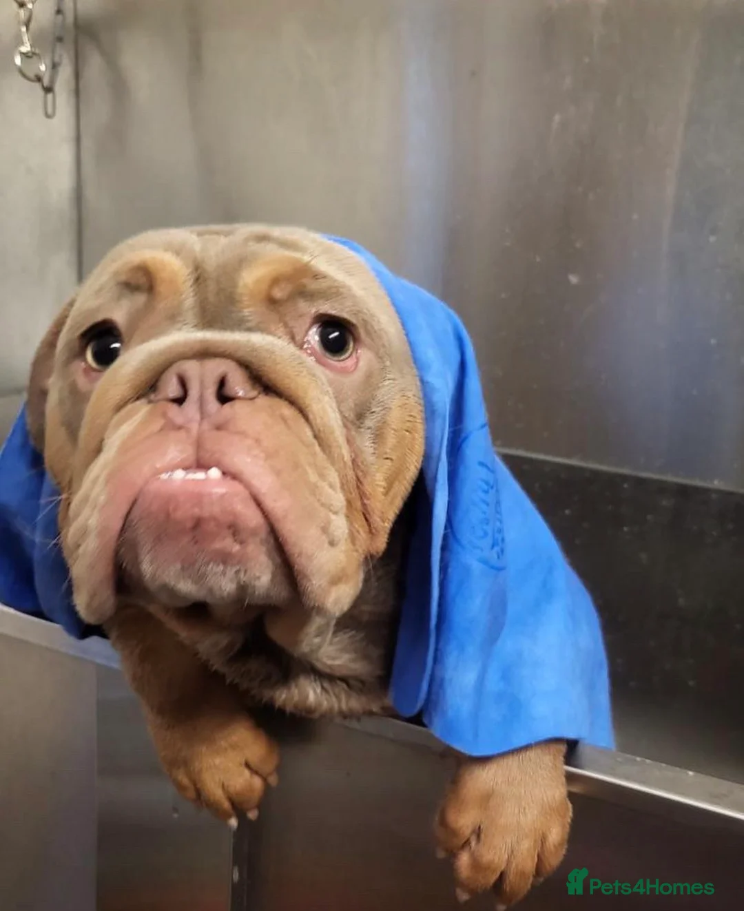 English Bulldog dogs for stud: English Bulldog (Stud) - Advert 9